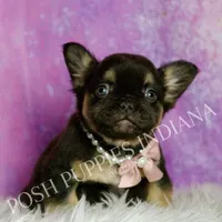 Dove AKC Fluffy French Bulldog, a female French Bulldog for sale in Warsaw, IN – Photo 5 of 6