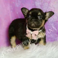 Dove AKC Fluffy French Bulldog, a female French Bulldog for sale in Warsaw, IN – Photo 3 of 6