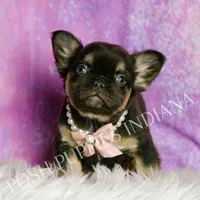 Dove AKC Fluffy French Bulldog, a female French Bulldog for sale in Warsaw, IN – Photo 2 of 6