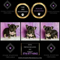 Dove AKC Fluffy French Bulldog, a female French Bulldog for sale in Warsaw, IN – Photo 4 of 6