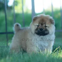 Meesha, a female Chow Chow for sale in Warsaw, IN – 3 of 10