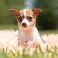 Pom Pom, a female Chihuahua for sale in Warsaw, IN – 1 of 5