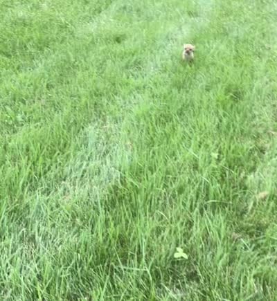 Cortez, a male Chihuahua for sale in Warsaw, IN – 6 of 6
