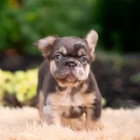 Baby Yoda AKC, a female French Bulldog for sale in Warsaw, IN – 4 of 10