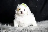 processed/074afcef-7574-4d9d-9caa-7b64469b39ab/listing/3969f4db-72f7-44d1-8c7f-8376cb6b16e3/974412c1-2875-4067-8088-bcabc3ae3798