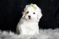 processed/074afcef-7574-4d9d-9caa-7b64469b39ab/listing/3969f4db-72f7-44d1-8c7f-8376cb6b16e3/d6b20fc2-b3e7-4290-b032-a77405064c0f