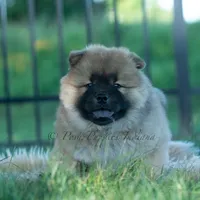 Beast, a male Chow Chow for sale in Warsaw, IN – 8 of 10