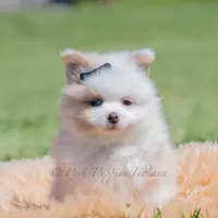 fizzle, a male Pomeranian for sale in Warsaw, IN – 5 of 6
