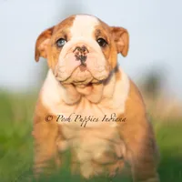 Mable, a female English Bulldog for sale in Warsaw, IN – 4 of 7