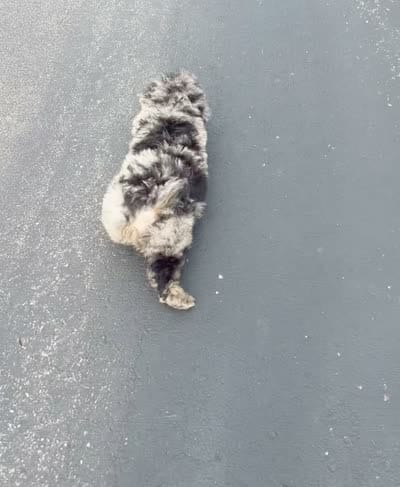Mossmallow, a male Maltipoo for sale in Warsaw, IN – 6 of 6