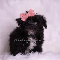 Boogie, a female Morkie for sale in Warsaw, IN – 2 of 5