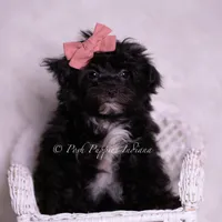 Boogie, a female Morkie for sale in Warsaw, IN – 4 of 5