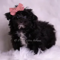Boogie, a female Morkie for sale in Warsaw, IN – 3 of 5