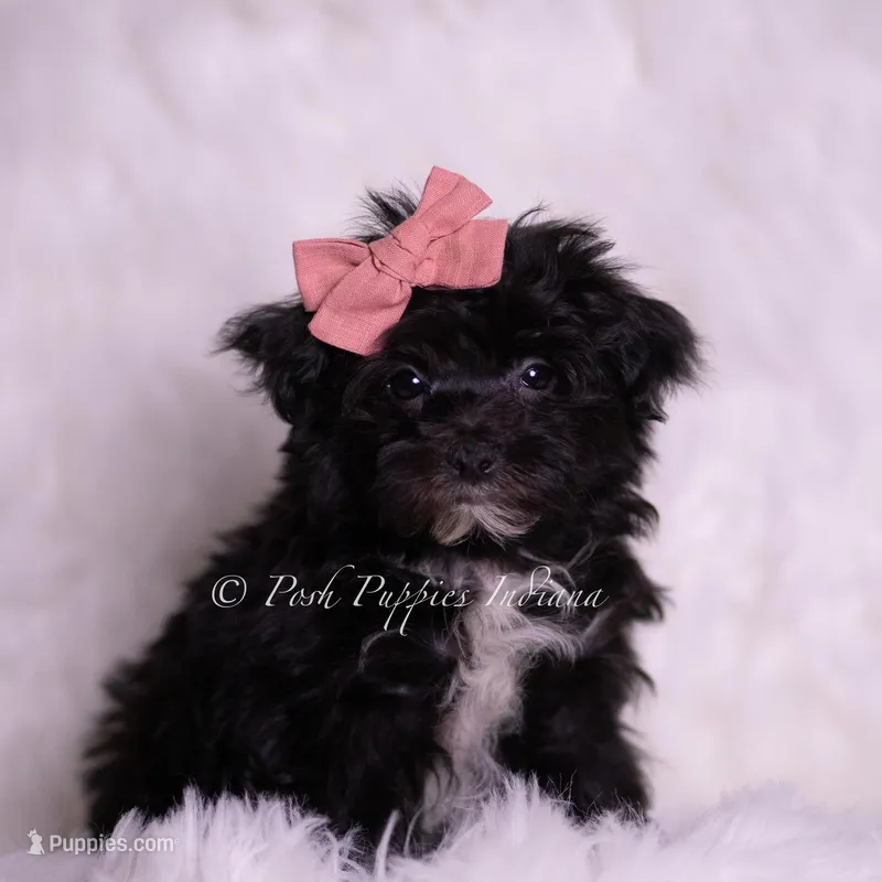 Boogie – Morkie puppy for sale in Warsaw, IN