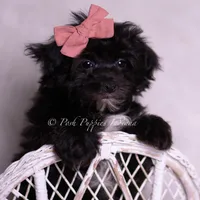 Boogie, a female Morkie for sale in Warsaw, IN – 5 of 5