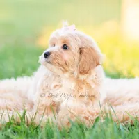 twila, a female Poodle - Toy  for sale in Warsaw, IN – 4 of 8