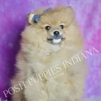 Rocky, a male Pomeranian for sale in Warsaw, IN – 4 of 6
