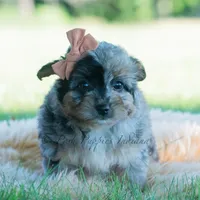 Vera, a female Pomeranian and Poodle - Toy  for sale in Warsaw, IN – 3 of 7