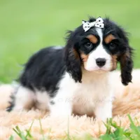 Emmett UABR, a male Cavalier King Charles Spaniel for sale in Warsaw, IN – 2 of 5