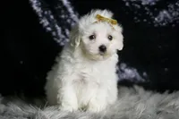 Avalanche, a male Maltipoo for sale in Warsaw, IN – Photo 6 of 7