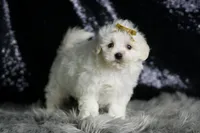 Avalanche, a male Maltipoo for sale in Warsaw, IN – Photo 5 of 7