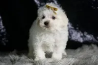 Avalanche, a male Maltipoo for sale in Warsaw, IN – Photo 3 of 7