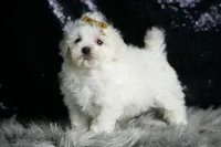 Avalanche, a male Maltipoo for sale in Warsaw, IN – Photo 4 of 7