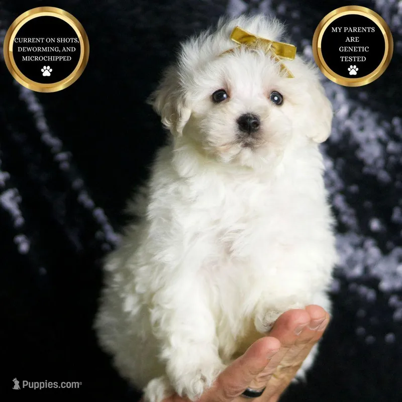 Avalanche, a male Maltipoo for sale in Warsaw, IN – Photo 1 of 7