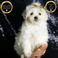 Avalanche, a male Maltipoo for sale in Warsaw, IN – Photo 1 of 7