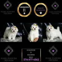 Avalanche, a male Maltipoo for sale in Warsaw, IN – Photo 2 of 7