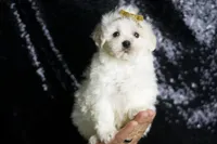 Avalanche, a male Maltipoo for sale in Warsaw, IN – Photo 7 of 7