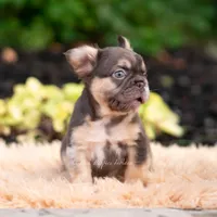 Baby Yoda AKC, a female French Bulldog for sale in Warsaw, IN – 8 of 10