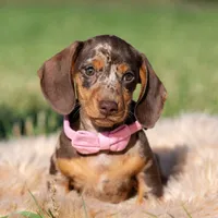 Cosette AKC, a female Miniature Dachshund for sale in Warsaw, IN – 3 of 4