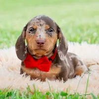 Sprout AKC, a male Miniature Dachshund for sale in Warsaw, IN – 4 of 8