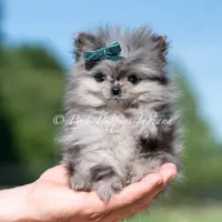 Cooper AKC TINY, a male Pomeranian for sale in Warsaw, IN – 4 of 7