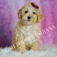 minnie, a female Maltipoo for sale in Warsaw, IN – 7 of 9