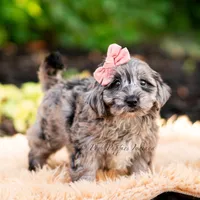 Gucci, a female Yorkshire Terrier and Poodle - Toy  for sale in Warsaw, IN – 5 of 7