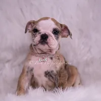 Verushka AKC, a female English Bulldog for sale in Warsaw, IN – 1 of 7