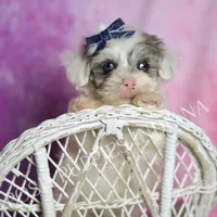 hufflepuff, a male Maltipoo for sale in Warsaw, IN – 1 of 9