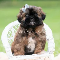 ACE Imperial AKC, a male Shih Tzu for sale in Warsaw, IN – 4 of 4