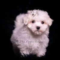 Tiny Dink, a male Maltese for sale in Warsaw, IN – 5 of 7