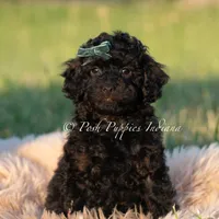 Shadow AKC, a male Poodle - Toy  for sale in Warsaw, IN – 3 of 5