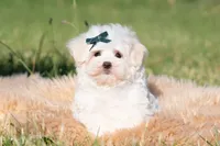 Mochi, a male Maltese for sale in Warsaw, IN – 5 of 9