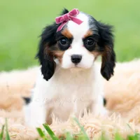 Missy UABR, a female Cavalier King Charles Spaniel for sale in Warsaw, IN – 4 of 5