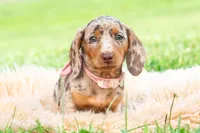 Sprinkles AKC, a male Miniature Dachshund for sale in Warsaw, IN – 5 of 10