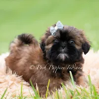 ACE Imperial AKC, a male Shih Tzu for sale in Warsaw, IN – 2 of 4