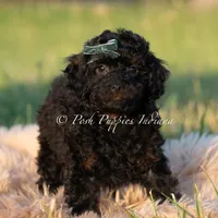 Shadow AKC, a male Poodle - Toy  for sale in Warsaw, IN – 4 of 5