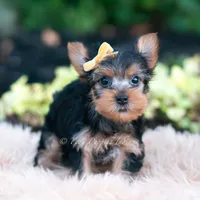 Momo, a male Yorkshire Terrier for sale in Warsaw, IN – 3 of 7