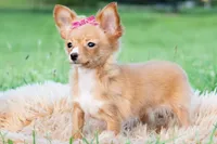 Honeybee, a female Chihuahua for sale in Warsaw, IN – 4 of 10