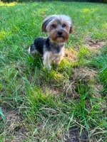 Buttons, a male Yorkshire Terrier for sale in Warsaw, IN – 6 of 8